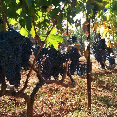 Vineyard Country House With Panoramic Seaview Dedeağaç Dış mekan fotoğraf