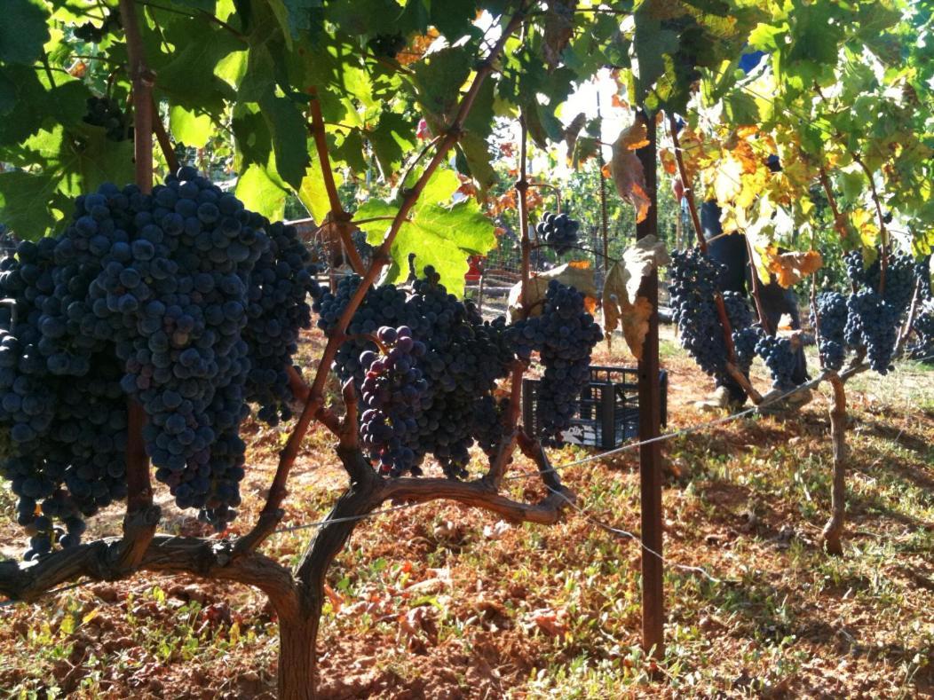 Vineyard Country House With Panoramic Seaview Dedeağaç Dış mekan fotoğraf