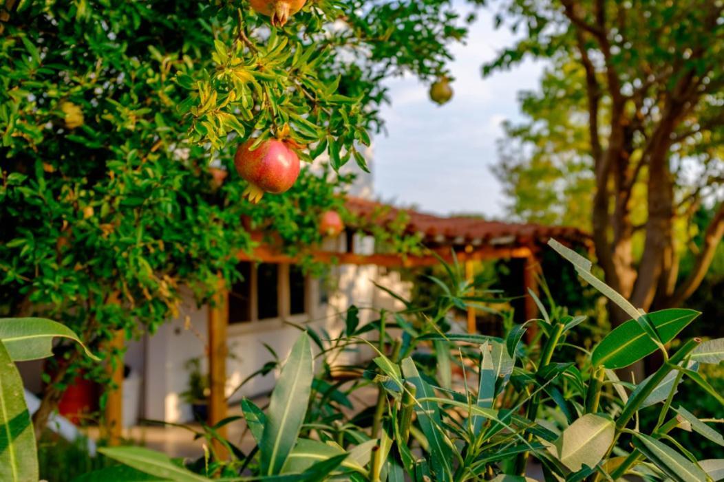 Vineyard Country House With Panoramic Seaview Dedeağaç Dış mekan fotoğraf